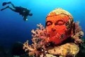 Hàng loạt bức tượng Phật chìm dưới đáy biển một cách bí ẩn