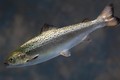 Cá hồi biến đổi gen đầu tiên được chứng nhận an toàn ở Mỹ