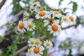 Chiêm ngưỡng cây hoa dã quỳ trắng độc nhất vô nhị ở Đà Lạt