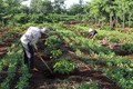Đắk Lắk tập trung trồng tái canh diện tích cà phê già cỗi