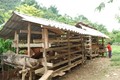Hồng Việt chuyển dịch cơ cấu cây trồng, vật nuôi