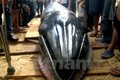 Chôn cá “Ông Nam Hải” lớn nhất dạt vào bờ biển Phú Yên