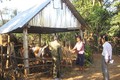 Thoát nghèo nhờ các chương trình, dự án hỗ trợ phát triển nông nghiệp