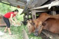 Vĩnh Phong phấn đấu xóa nghèo từ chăn nuôi