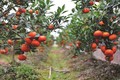 Hà Nội nhân rộng các mô hình cây ăn quả đặc sản