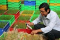 Tiến sĩ Trần Tấn Phương-Người góp phần chọn tạo nhiều giống lúa đặc sản Sóc Trăng