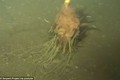 Phát hiện sinh vật biển có hình thù kỳ dị dưới đáy biển