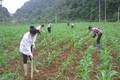 Cao Bằng: Huyện Thạch An nỗ lực giúp dân giảm nghèo
