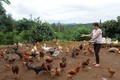 Hiệu quả từ mô hình nuôi gà thịt J-Dabaco tại Đắk Glong