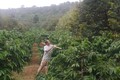 Lợi ích từ mô hình trồng xen canh sầu riêng trong vườn cà phê