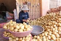 Cận cảnh quy trình “sơ chế” khoai tây Trung Quốc thành khoai tây Đà Lạt