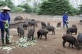 Trang trại nuôi lợn rừng thu lãi hơn 2 tỷ đồng mỗi năm