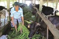 Sóc Trăng phát triển chăn nuôi bò sữa
