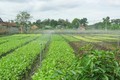 Tưới tiết kiệm, mô hình sản xuất nông nghiệp bền vững ở Đồng Nai