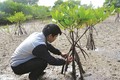 Kỹ thuật trồng cây đước