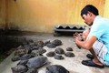 Tây Ninh tạm giữ 66 cá thể rùa nhập lậu từ Campuchia