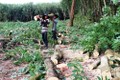 Cảnh báo tình trạng chặt bỏ cây cao su ởTây Ninh