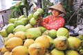 Cà Mau khôi phục và phát triển cây dừa