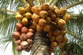 Làm giàu từ trồng dừa xiêm đỏ