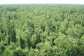 Sản xuất xen canh trên đất rừng tràm U Minh Hạ mang lại hiệu quả kinh tế cao