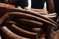 Tp. Hồ Chí Minh: Bắt giữ hơn 2 tấn ngà voi nhập lậu qua cảng Cát Lái