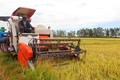 Thủ tướng Chính phủ chỉ đạo đẩy mạnh thu mua, tiêu thụ lúa gạo