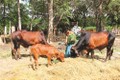 Tây Ninh phát triển đàn bò thương phẩm