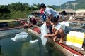 Phát triển nghề cá trên lòng hồ thủy điện