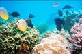Phát triển bền vững biển, đảo Việt Nam: Bảo tồn đa dạng sinh học ở vùng biển Phú Quốc
