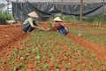 Lâm Đồng chuẩn bị đủ hoa cho Tết Nguyên đán 2017 