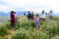 Hoa tam giác mạch trên đỉnh đèo Pha Đin hút khách du lịch