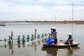 Phát triển bền vững nghề nuôi tôm ở ven biển tỉnh Ninh Bình