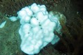 Phục hồi san hô tại khu vực biển Côn Đảo