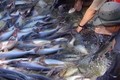 Hỗ trợ địa phương ven biển phát triển mạnh nghề cá