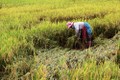 Tây Ninh: Gần 1.000 ha lúa mùa bị ngập nước, ngã đổ