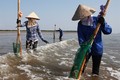 Nghề cào ngao biển ở Nam Định
