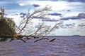 Cà Mau - Đai rừng phòng hộ biển Tây bị sạt lở nghiêm trọng