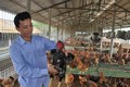 Hải Dương sản xuất gà giống lai chọi thu tiền tỷ