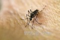 Thành phố Hồ Chí Minh: Gia tăng số ca mắc sốt xuất huyết và bệnh do vi rút Zika