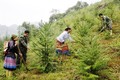 Tuyên Quang khuyến khích các hộ dân tham gia trồng rừng