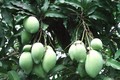Trồng cây ăn trái trên đất cằn cho thu nhập cao