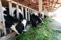 Hỗ trợ bò sữa tạo sinh kế cho dân nghèo Sóc Trăng