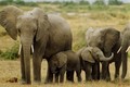 Đắk Lắk thực hiện chính sách bảo tồn, phát triển đàn voi nhà