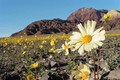 "Thung lũng chết" bất ngờ ngập tràn hoa nở