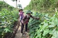Phụ nữ Khmer giúp nhau thoát nghèo