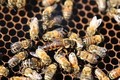 Nghề nuôi ong lấy mật trên Cao nguyên đá Đồng Văn