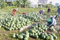 Hậu Giang trồng dưa hấu cho lãi 150 triệu đồng/ha