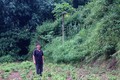 Triển vọng từ mô hình trồng cây ớt Gió ở Đồng Văn