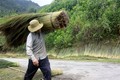 Người dân vùng cao Quảng Ngãi mất mùa “lộc rừng”
