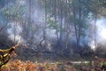 Hàng trăm ha rừng ở Tỏa Tình chết khô, báo động nguy cơ cháy rừng